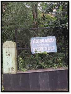 The Medicinal Plant Garden now2